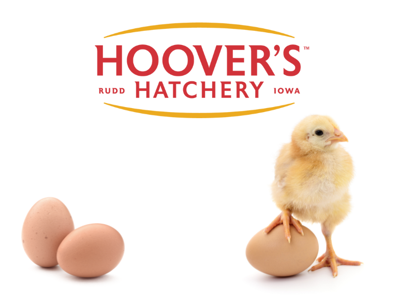 Hoover's Hatchery