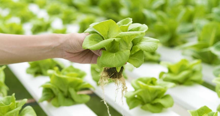 Hydrofarm image of someone holding a plant 